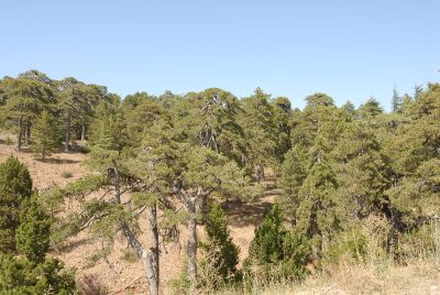 Chypre