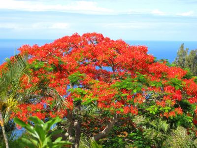 Ile de la Réunion
