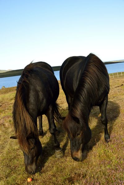 Islande