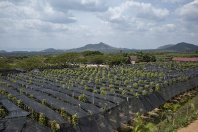 Kampot