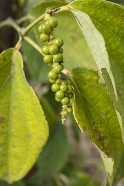 Kampot