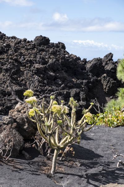 La Palma (île des canaries)