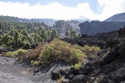 La Palma (île des canaries)