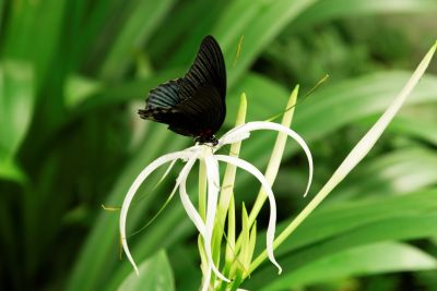 Singapour