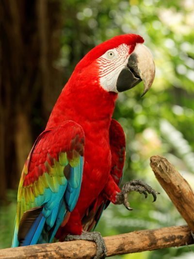 Singapour