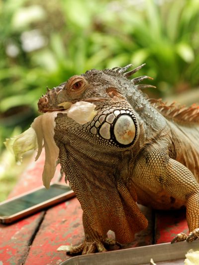 Singapour