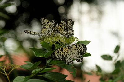 Singapour