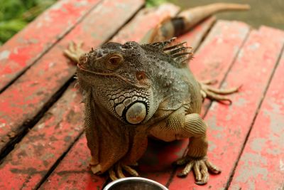 Singapour
