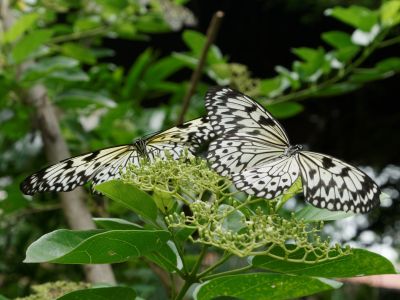 Singapour