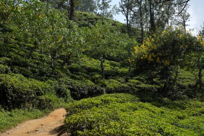 Srilanka18