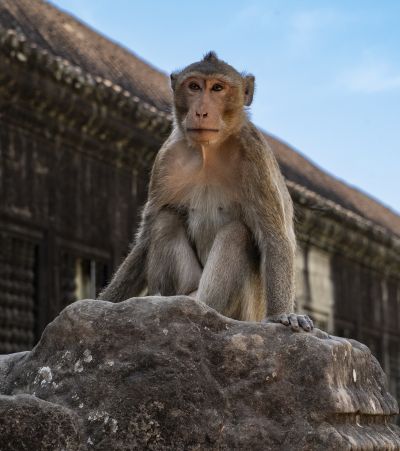 Temples d'Angkor