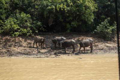 Tonle Sap