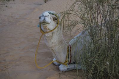 Tunisie: Tembaïne